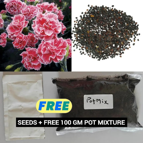 AI Dianthus Seeds (Free Pot Mixture 100 gm) PACK OF 2